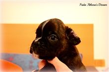 5 weeks